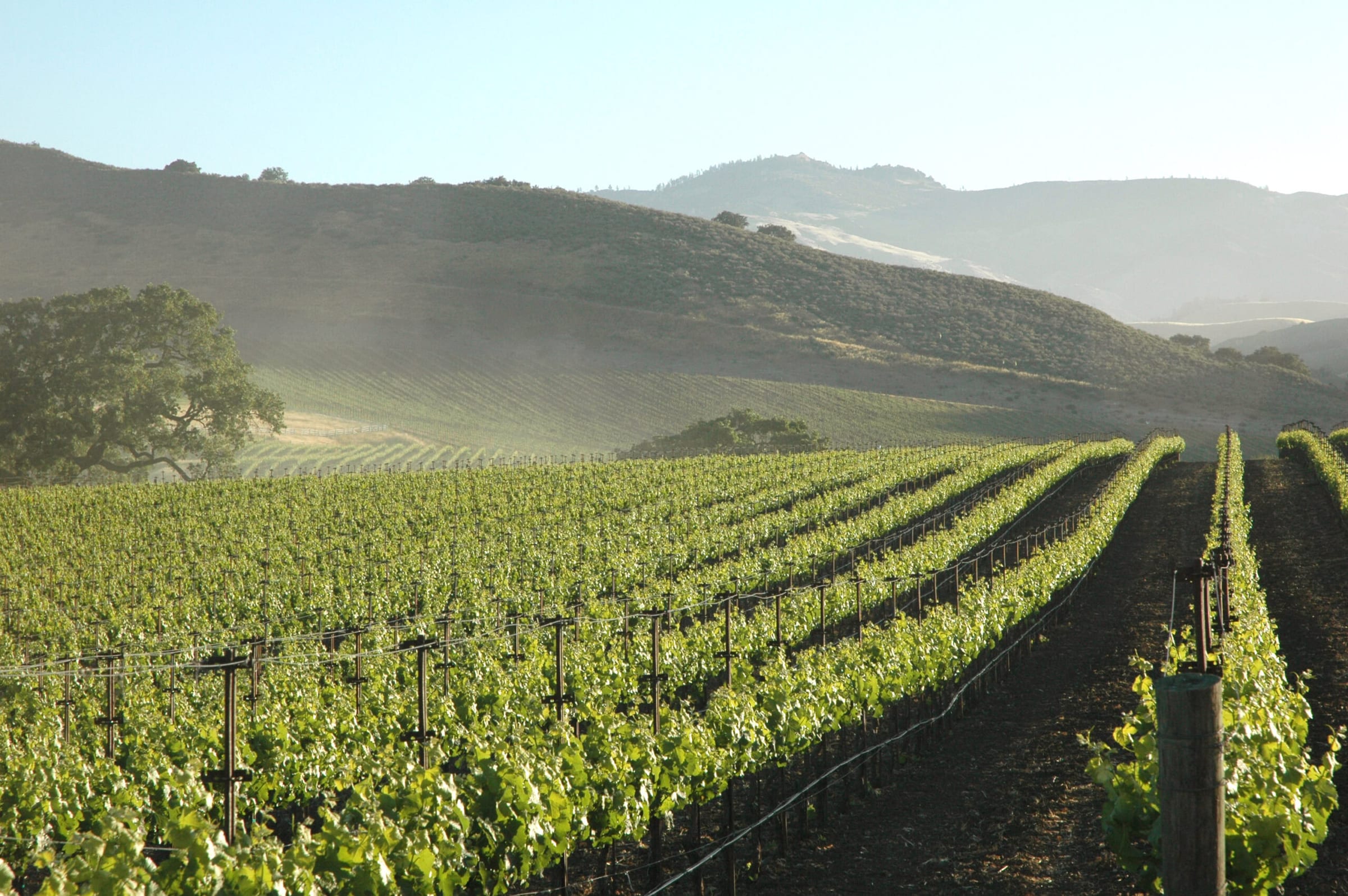 Green vineyard rows in the morning sun