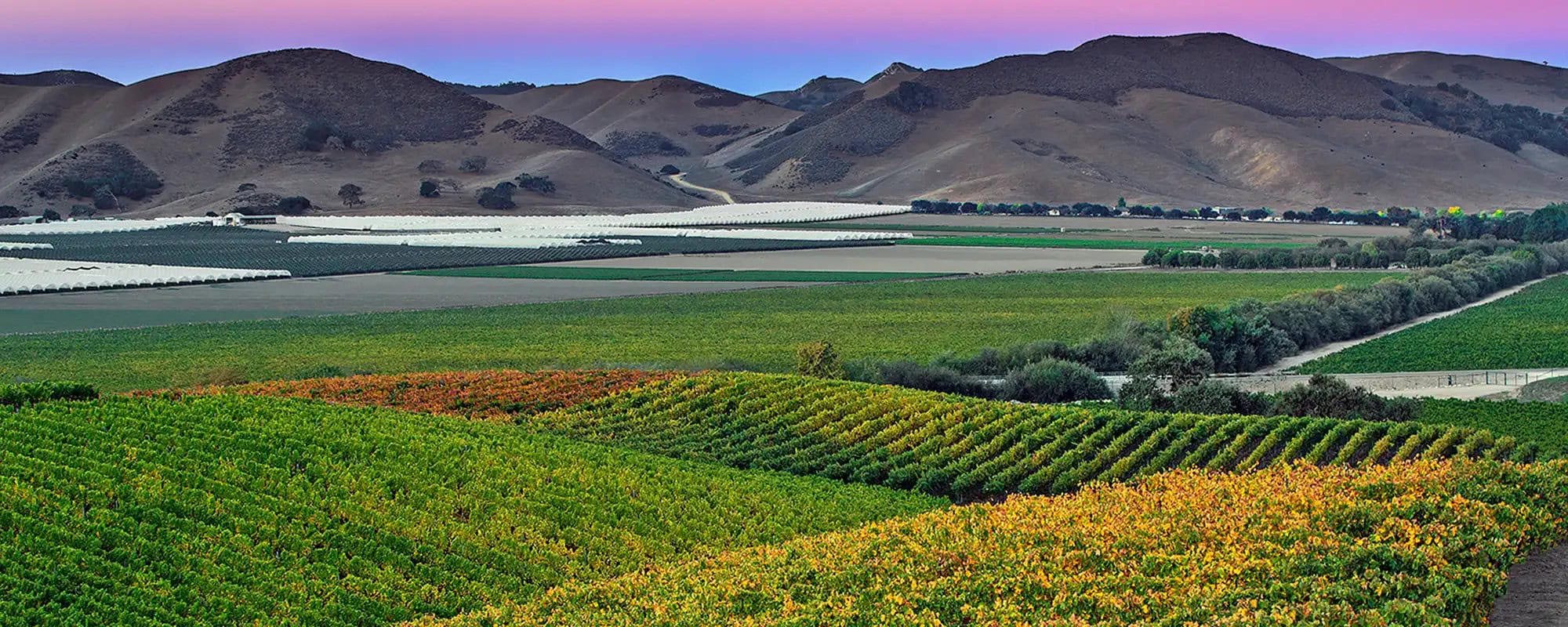 Vineyards below the coastal hills at dusk